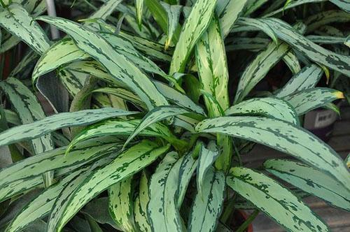 Sable Aglaonema