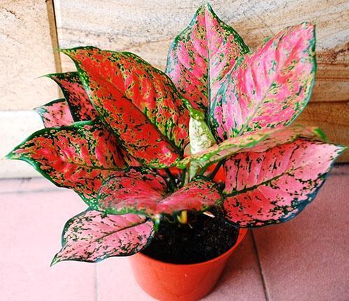 Aglaonema AnYaManee