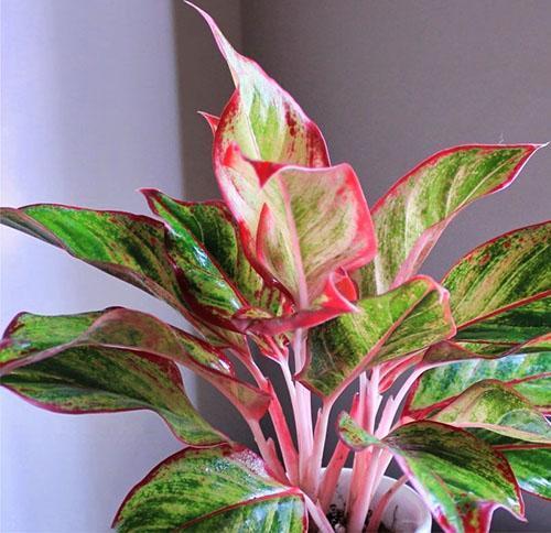 Aglaonema Siam Aurora