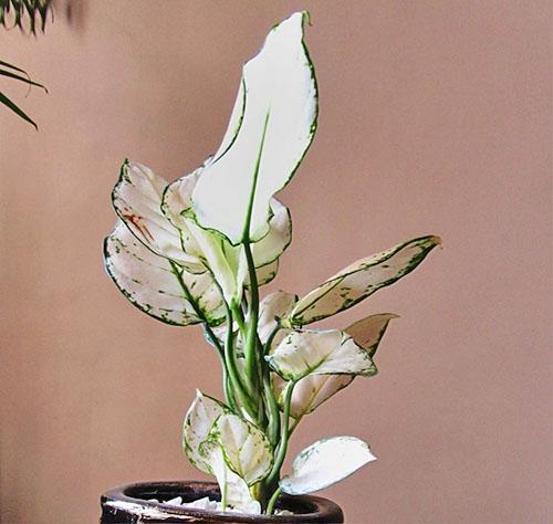 Aglaonema Super Blanc