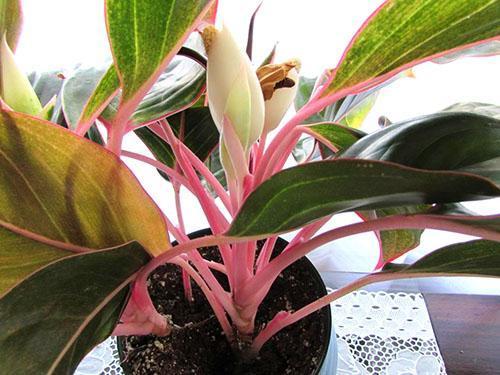 Aglaonema Saphir Suzanne