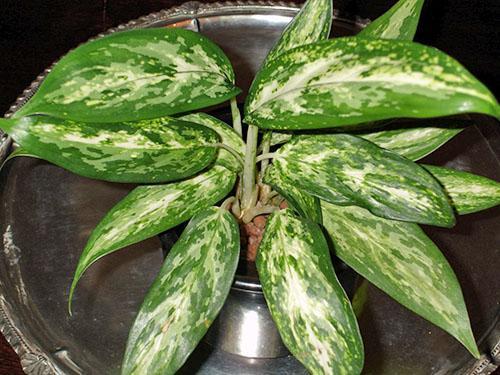 Aglaonema abigarrado