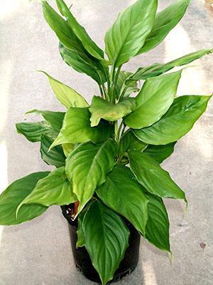 Aglaonema modesto o moderado (A. modestum)