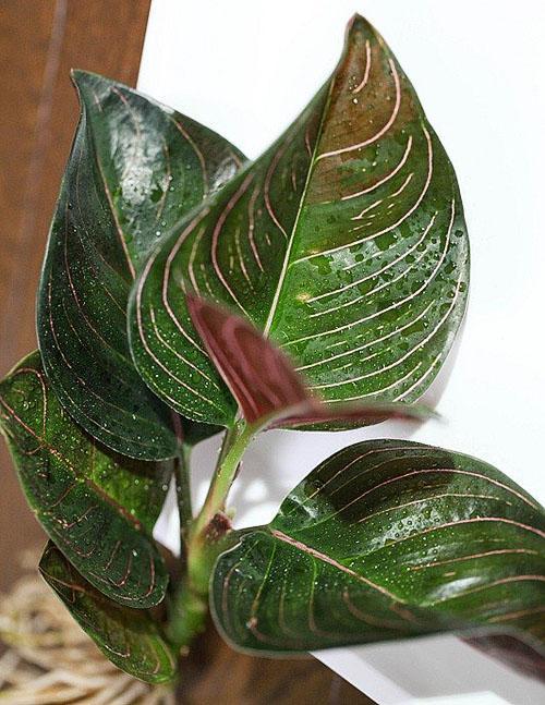 Ronda de aglaonema (A. rotundum)