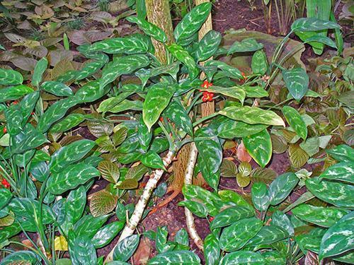 Aglaonema côtelé (A. costatum)