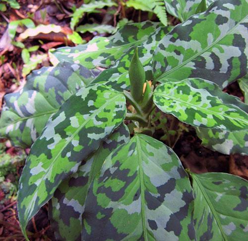 Aglaonema pintado (A. pictum