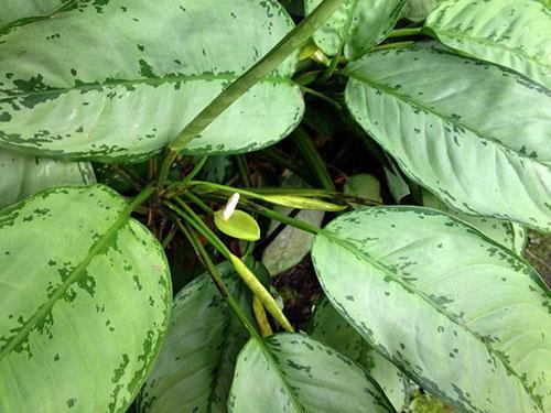 Aglaonema frisé (A. crispum)