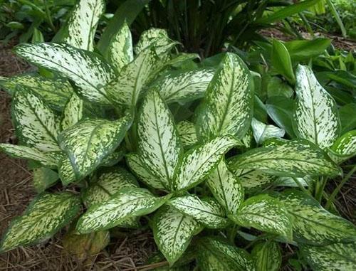 Aglaonema cambiable (A. commutatum)