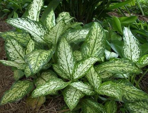 Aglaonema cambiable (A. commutatum)