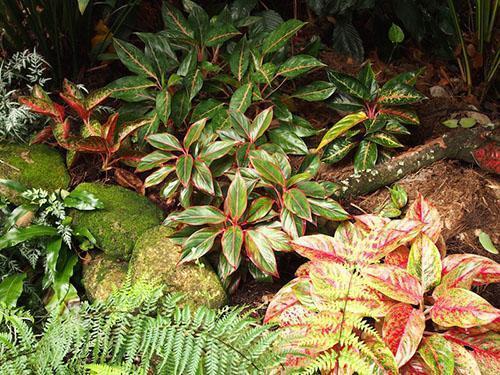 Diferentes tipos de aglaonema