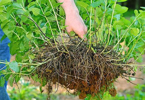 Transplanter la menthe citronnée dans un pot