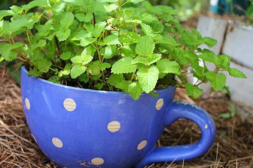 La menthe pousse sur le rebord de la fenêtre