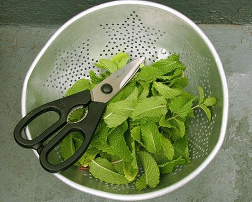 Cosecha de limón y menta para té para el invierno.