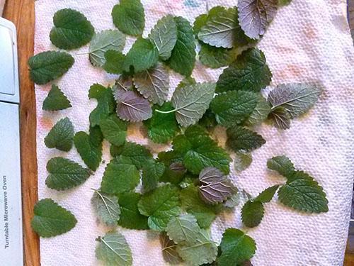 Secar hojas de menta para té