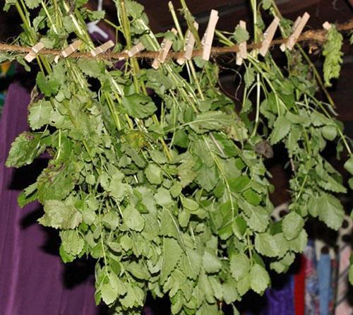 Se secan los racimos de menta limón.