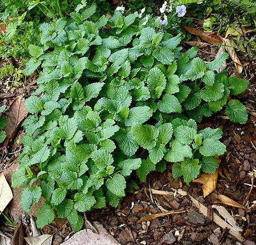 La menta limón crece