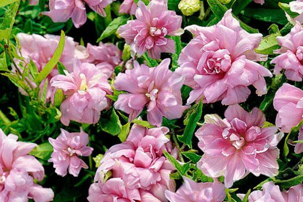 calistegia à floraison luxuriante
