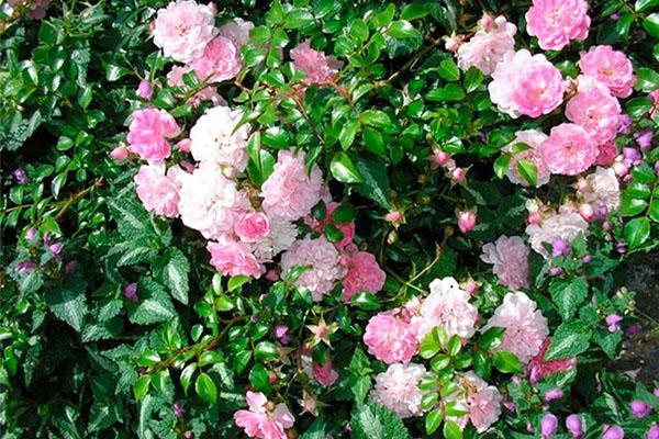 buisson de calistegia luxuriant