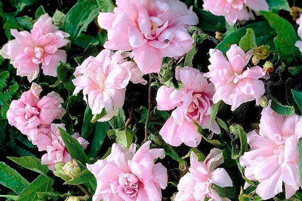 lierre calistegia