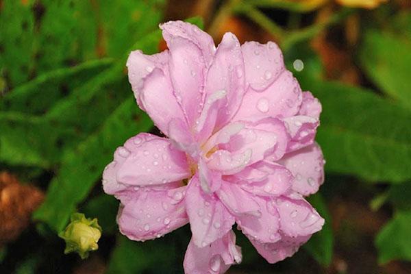 fleur de calistegia délicate