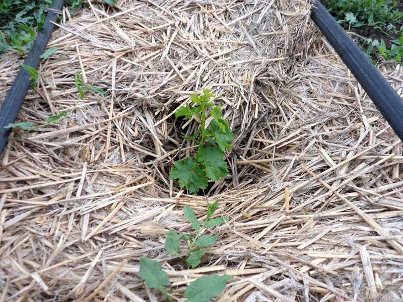 paillage de la zone proche du tronc