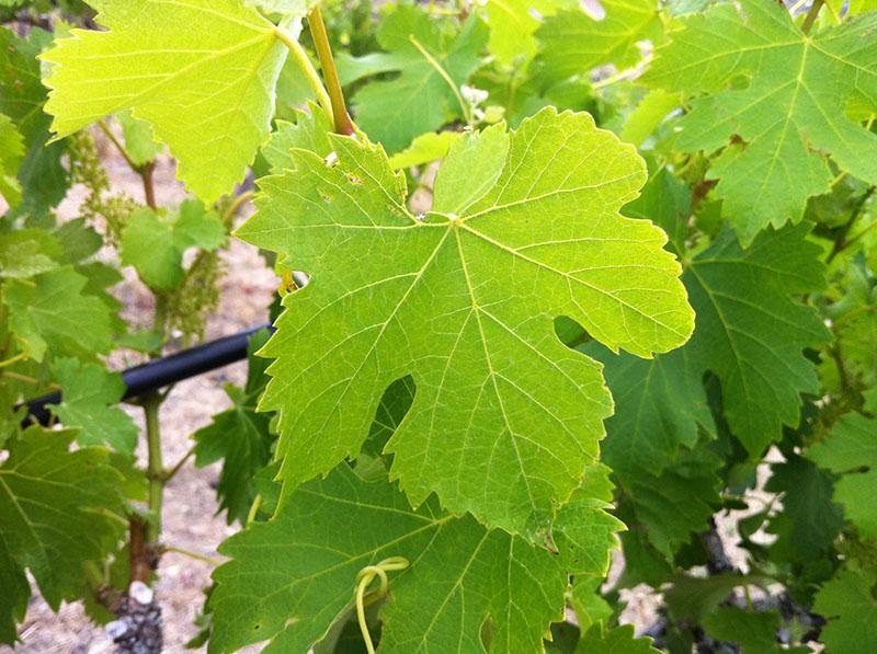 feuilles de vigne