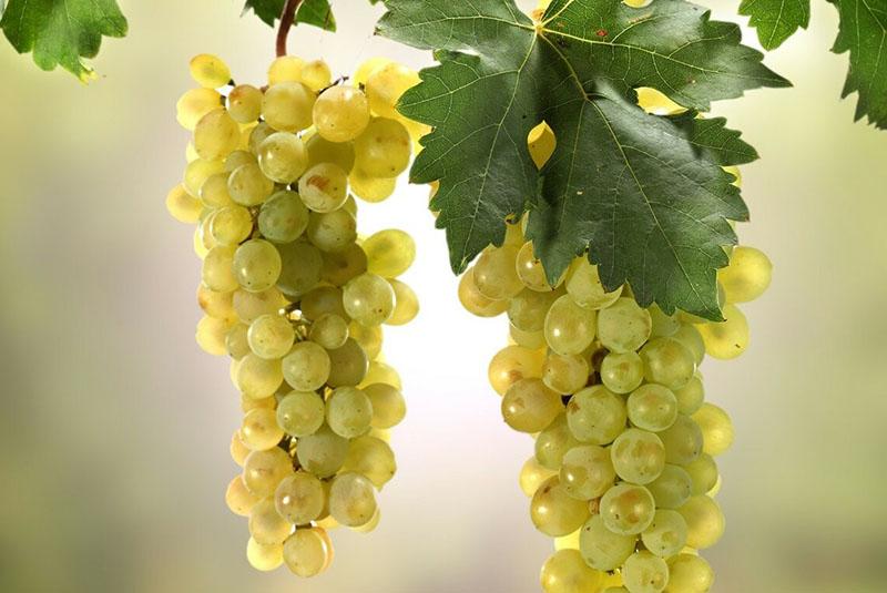 grappes mûres de raisins chardonnay