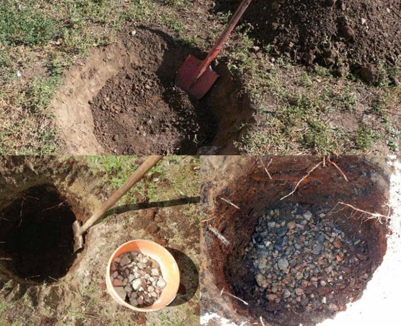 préparation de la fosse pour la plantation des raisins