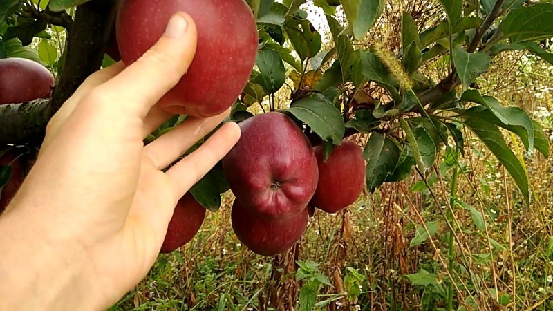 pommier richard