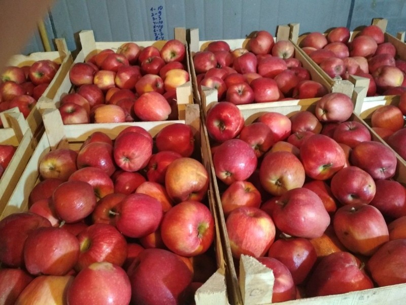 récolte de pommes richard