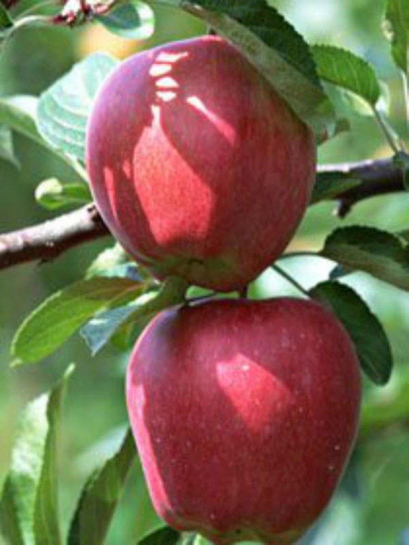 apple richard descripción de las ventajas y desventajas de la variedad