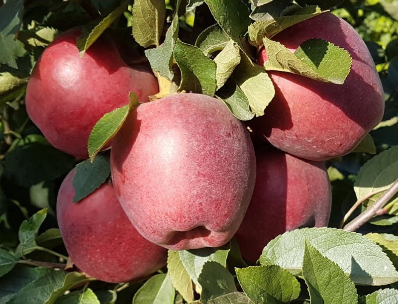 description de la variété de pomme richard