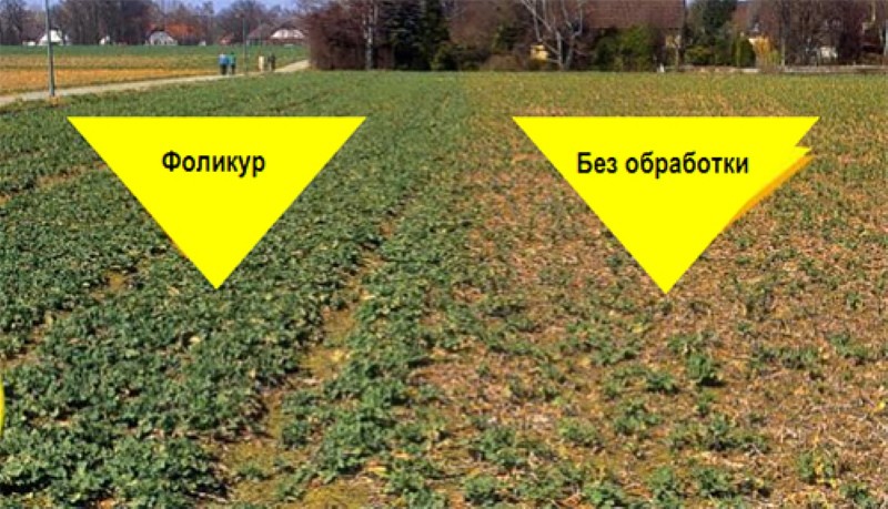 comparaison des plantations traitées au folicur et sans traitement