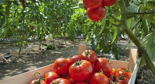 Tomates tratados con quadris