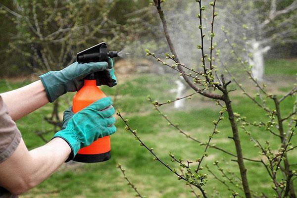 transformation des arbres fruitiers