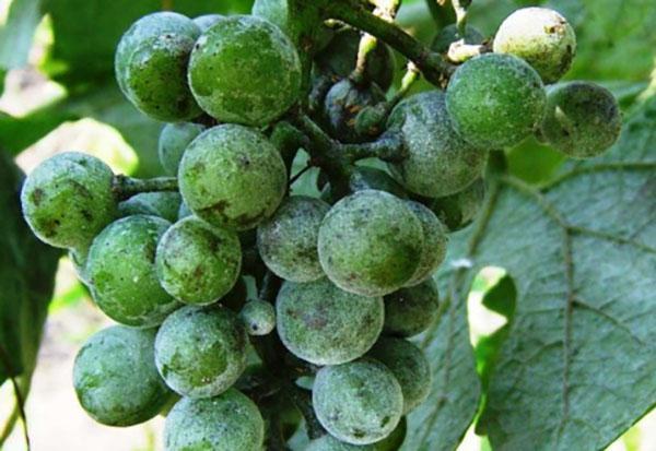 oïdium sur les raisins