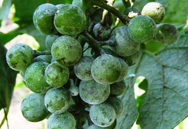 oidio en uvas