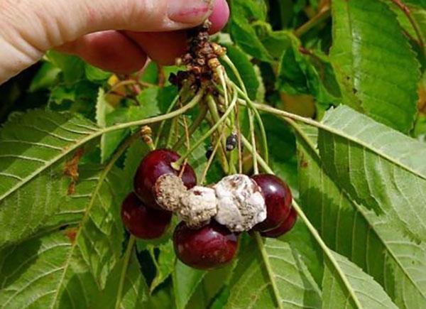 control de la pudrición de la fruta