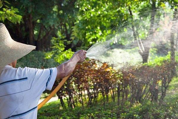 tratamiento de jardín con fungicida de contacto