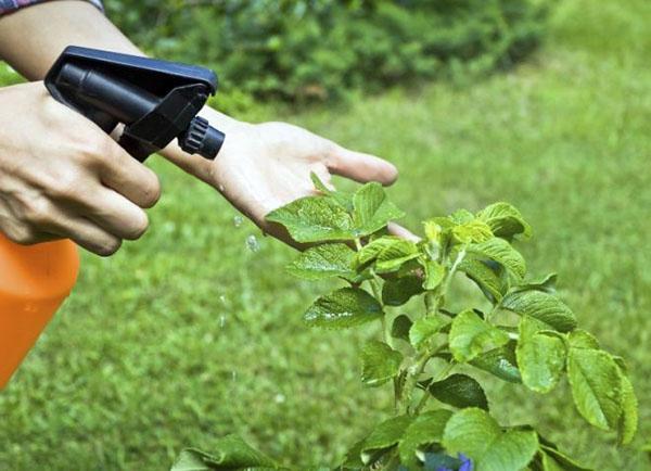 tratamiento de plantas contra enfermedades