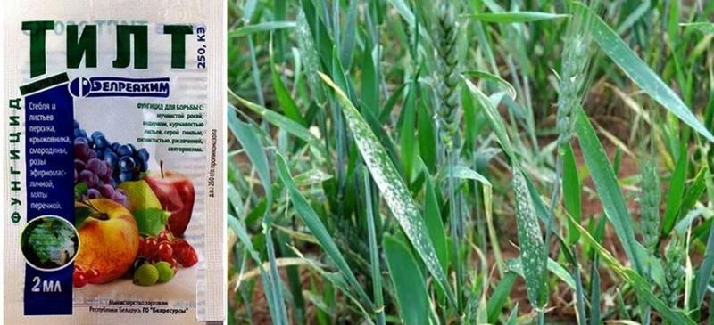 inclinación de la droga en los campos