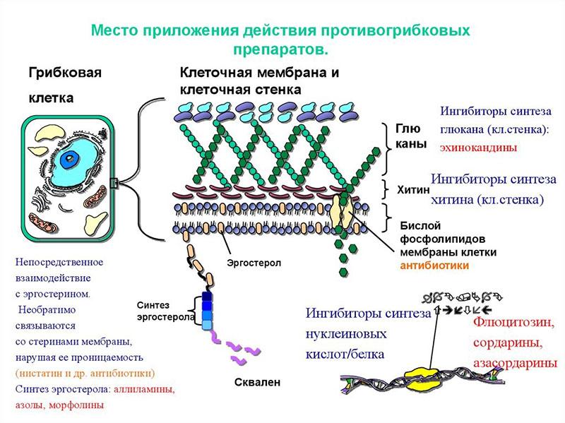 site d'application de l'action des médicaments antifongiques