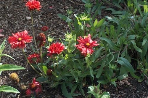 Gaillardia en el jardín