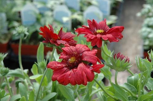 Gaillardie Bourgogne