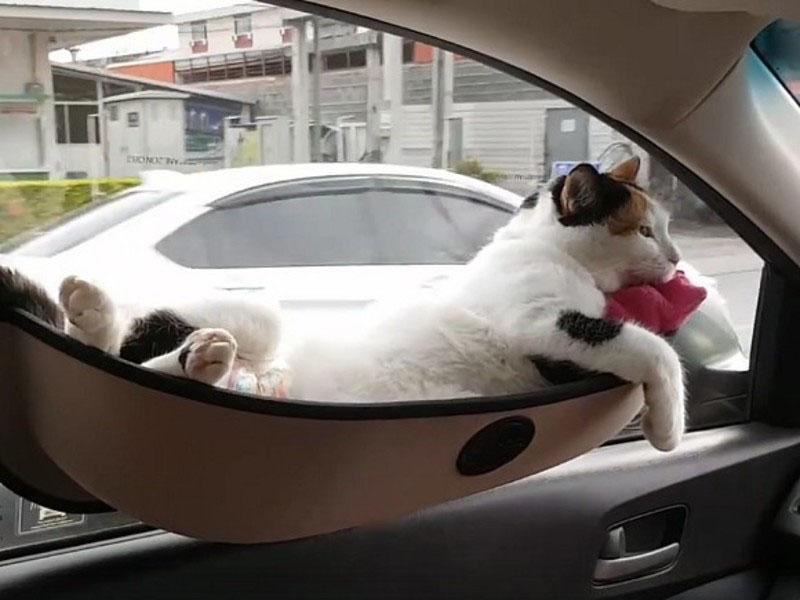 transporte de una mascota en un coche
