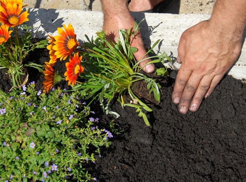 plantation de gazania