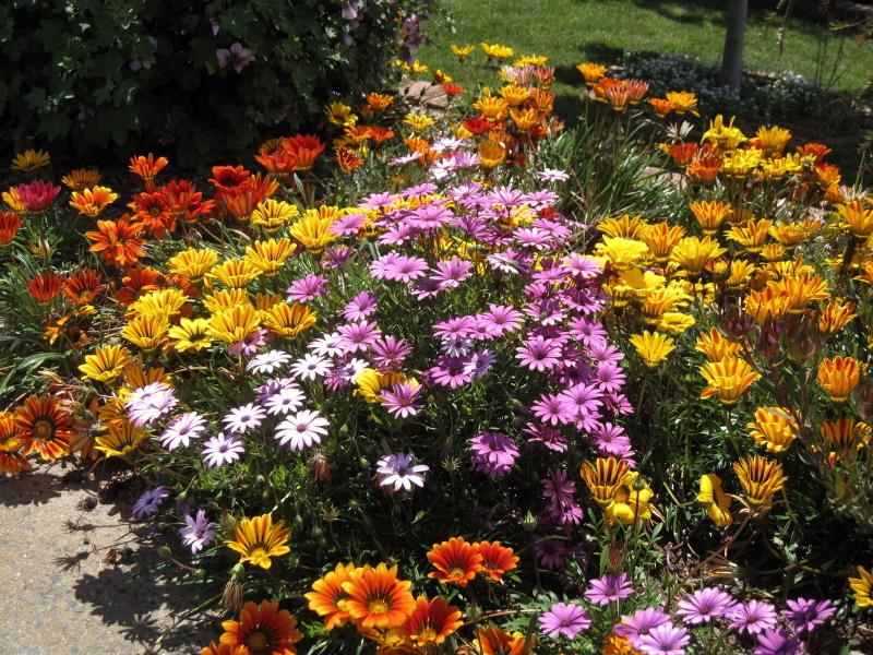 gazania floreciente