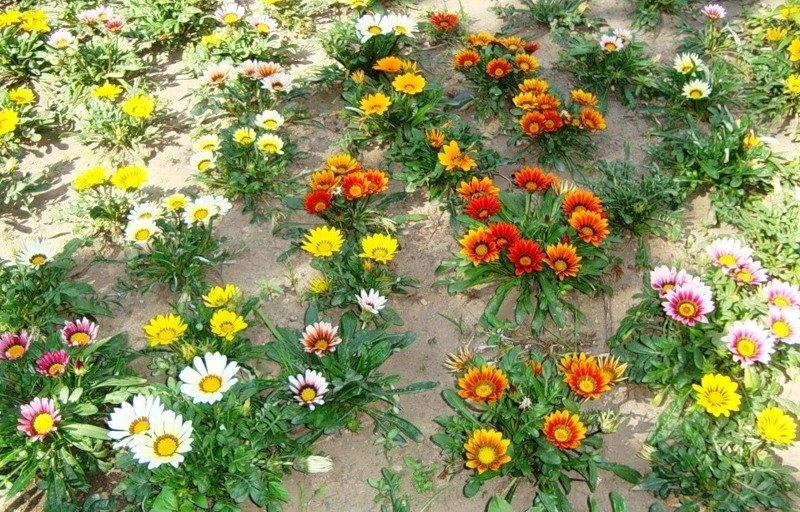 prendre soin de gazania dans le jardin