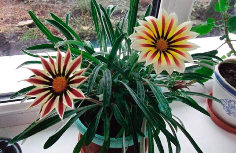 gazania en una olla