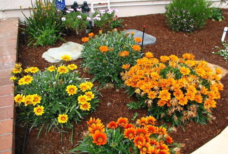 Fotos de plantación y cuidado de gazania